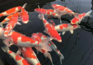 锦鲤死了一条怎么处理水(需要换水吗)
