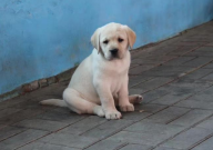 拉布拉多幼犬几天可以吃狗粮（注意事项）