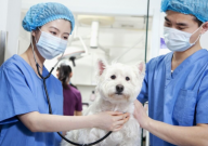 怎么给宠物消毒（方法）