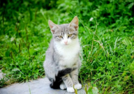 被宠物猫抓伤出血怎么办(需要进行哪些处理)