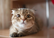 猫咪因为换猫粮而导致拉稀应该怎么办(怎么回事)