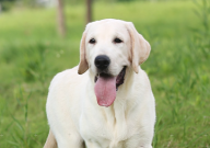 拉布拉多长的快吗(最快是哪几个月)