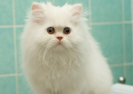 波斯猫有黑色的吗(能养吗)