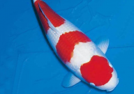 锦鲤鱼缸粪便如何清理（干净）