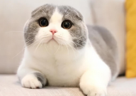 怎么看出折耳猫发病了（症状）