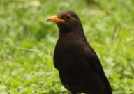 八哥鸟怕冷吗(冬天怎么办)