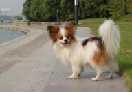 蝴蝶犬贵吗(价位)