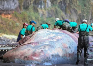 抹香鲸尸体中被发现9.5公斤龙涎香（价值50万欧）