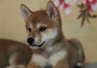 领养宠物的条件(是什么)