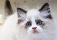 猫不可以吃什么(东西)