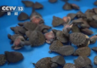 男子身上藏454只乌龟入境被查(濒危物种)