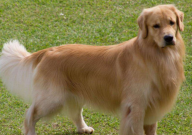 金毛犬皮肤病怎么治(最好)