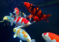 一吨水养多少锦鲤(合适)