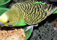 虎皮鹦鹉什么时候换毛(正常)