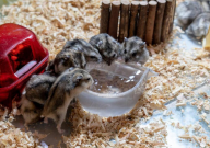 仓鼠用喝水吗(怎么喂)