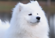 萨摩耶犬为什么老是叫(原因)