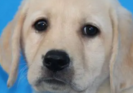 拉布拉多每天拉屎几次（算正常）