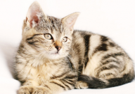 宠物猫生小猫要注意什么(细节)