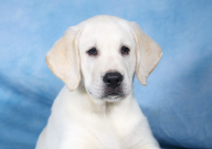 拉布拉多犬适合在楼上养吗（为什么）