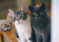 猫砂很臭怎么办(小妙招)