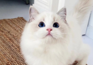 布偶猫嘴巴尖怎么回事(怎么办)
