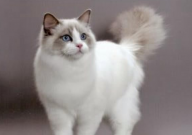 暹罗猫和布偶猫区别(在哪)