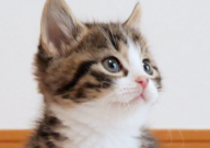 两个月的猫怎么养(教程)