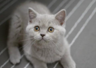 养一只猫还是两只猫好(为什么)
