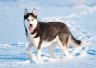 哈士奇拉血怎么回事（怎么办）