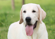 拉布拉多忠诚吗（会保护主人吗）