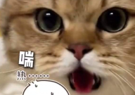 主人没开空调猫被热得吐舌头(直喘气)