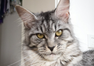 缅因猫五个月体重有多少（正常）