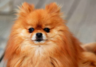 博美犬怎样训练（方法）