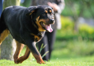 罗威纳犬市场价多少钱一只（幼犬）