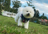 比熊能吃花生吗(为什么)
