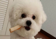 比熊毛怎么梳得蓬松(打理)