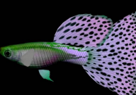 孔雀鱼和虾能一起养吗(混养)