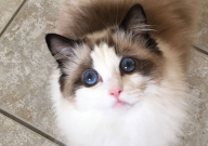 布偶猫能喝牛奶吗(为什么)