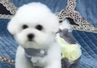 比熊狗狗眼睛睁不开咋回事(怎么办)
