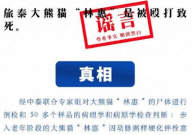 旅泰大熊猫林惠被打死系谣言(已辟谣)