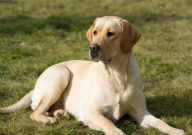 边牧犬和拉布拉多哪个好养(区别)