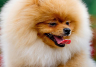 博美犬的性格特点与饲养技巧(有哪些)
