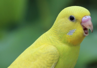 虎皮鹦鹉什么时候发情(正常)