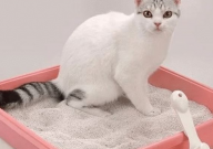 新猫砂盆怎么让猫熟悉(引导)