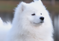 萨摩耶和拉布拉多哪个聪明(智商高)