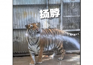 东北虎竟然能听懂东北话(且配合)
