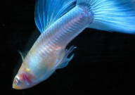 怎么给孔雀鱼催生(小鱼)