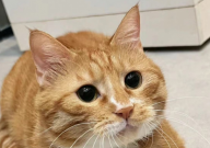 玉米猫砂和豆腐猫砂的区别(哪个好)