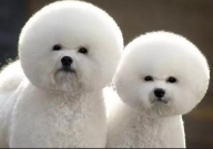 比熊泰迪哪个好(好养省心)