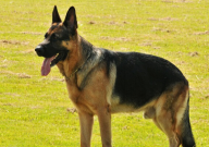 牧羊犬好养吗（优缺点有哪些）